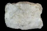 Fossil Whale Vertebra - Yorktown Formation #129994-1